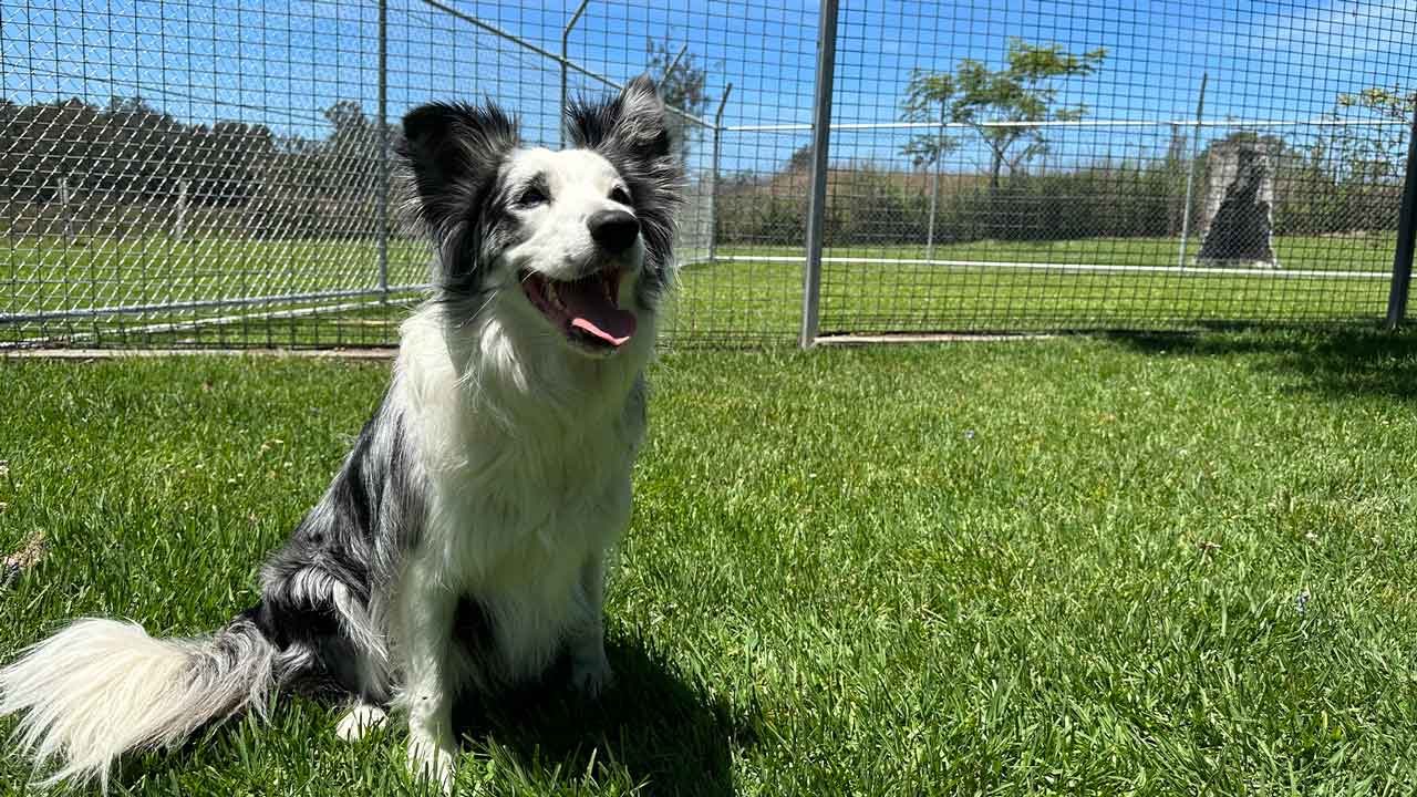 dog-kennels-forster-2